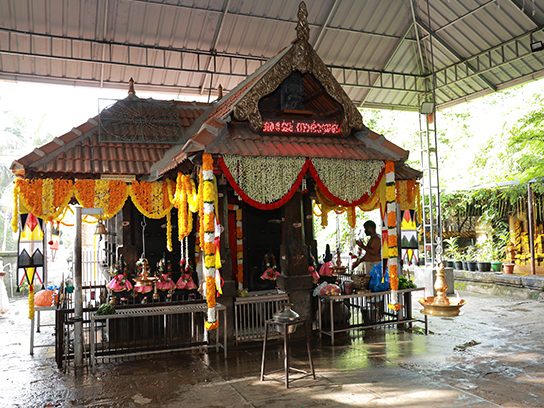 Temple cow
